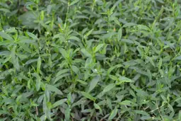 Jak skutecznie zwalczać rdest chwast i chronić uprawy przed stratami