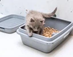 Wybierz najlepszy żwirek dla kota: 5 sprawdzonych rodzajów i opinie