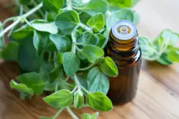 Świeże oregano obok buteleczki z olejkiem. Dowiedz się, jak stosować olej z oregano dla zdrowia.
