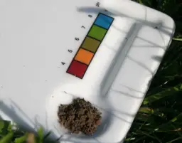 Kwaśna gleba? Sprawdź, które nawozy obniżają pH i jak je stosować