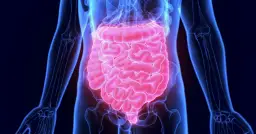 Anatomical illustration of the human digestive system, highlighting the intestines in pink against a blue skeletal outline.