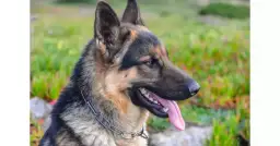 Jak pożegnać owczarka niemieckiego? Objawy, eutanazja, opieka