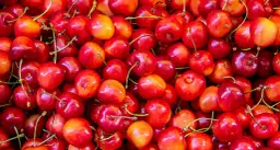 Czy pies może jeść czereśnie? Pestki są toksyczne!