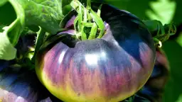 Odkryj tajemnicę niebieskich pomidorów - Blue Gold Pomidor w Dolinie Pomidorowej