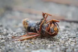 Czy zabicie owada to grzech? Etyka i moralność w praktyce