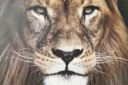 Recenzja książki Opowieści z Narnii: Co warto wiedzieć przed lekturą