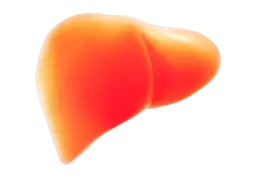 Ile czasu regeneruje się wątroba: Jak długo trwa regeneracja wątroby?