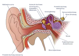 Słuch człowieka: Jak dźwięk staje się informacją w mózgu?