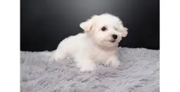 Jak wytresować maltańczyka: skuteczne techniki i porady na start