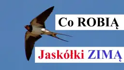 Poznaj fascynujące miejsca, gdzie zimują jaskółki i ich trasy migracji