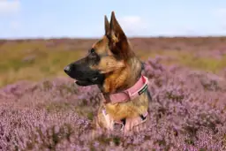 Jaką obrożę wybrać dla psa, aby zapewnić mu komfort i bezpieczeństwo?