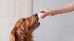 Jajecznica dla psa: Bezpieczne przygotowanie i korzyści zdrowotne