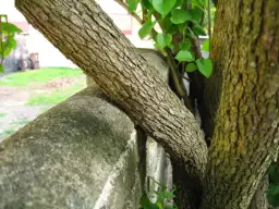 Czy można zmusić sąsiada do wycięcia drzewa? Poznaj swoje prawa