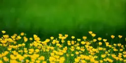 Co zamiast trawnika do chodzenia? Odkryj piękne i łatwe w pielęgnacji alternatywy