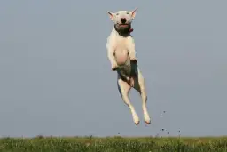 Biały bull terrier w skoku, z ziemią w locie. Czy pies może mieć ADHD? Ten energiczny skok sugeruje, że tak!