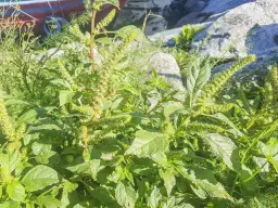 Jak skutecznie zwalczać komosę chwast i wykorzystać ją w kuchni