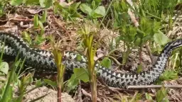 Jak się rozmnażają żmije? Zaskakujące fakty o ich życiu i rozwoju