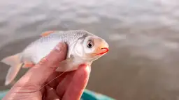 Płoć: Wybierz idealną przynętę i łów jak ekspert!