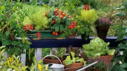 Co można uprawiać na balkonie? Odkryj najlepsze rośliny do małych przestrzeni