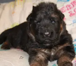 Szczeniak Owczarka Niemieckiego: Wygląd i Rozwój Miesiąc po Miesiącu