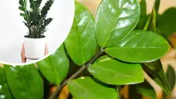 Jaka doniczka do zamiokulkasa? Oto, co musisz wiedzieć, aby nie popełnić błędu