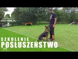 Posłuszny pies marzeniem? Opanuj tresurę krok po kroku!