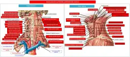 Todo sobre los músculos del cuello: funciones, tipos y salud cervical