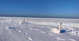 Łabędzie na zamarzniętym Bałtyku. Kiedy ostatnio zamarzło morze bałtyckie, ptaki znalazły tu zimowe schronienie.