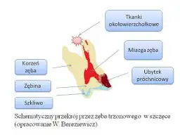 Nagły ból zęba? Obowiązek dentysty i Twoje prawa!