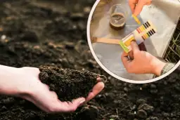 Dłoń trzyma ziemię, a w okręgu widać test pH gleby. Dowiedz się, jak podnieść pH gleby, by rośliny lepiej rosły.