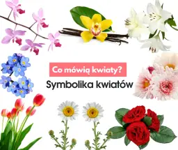 Jakich kwiatów nie dawać kobiecie: lista znaczeń i negatywnej symboliki