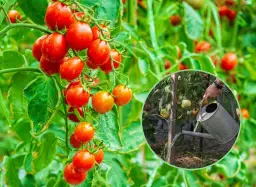 Nawóz kurzy pod pomidory: Skuteczne odżywianie dla obfitych plonów