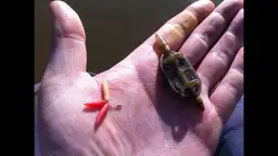 Jak wyhodować białe robaki na ryby w prosty sposób - kompletny poradnik