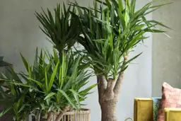 Jaka donica do juki domowej? Wybierz idealny rozmiar i materiał