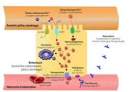 Dawkowanie żelaza w zależności od wieku – jak uniknąć niedoborów u dzieci i dorosłych