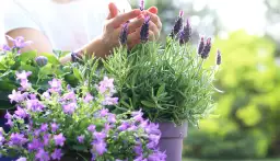 Jak przycinać lawendę w doniczce, aby uniknąć błędów i cieszyć się zdrowiem rośliny