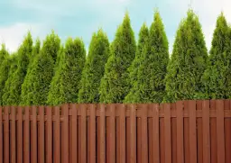 Tuja Smaragd od płotu: Optymalna odległość i prawo. Sadź mądrze!
