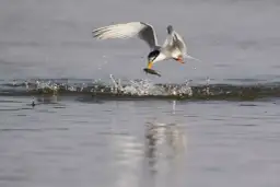 Jezioro Wieleckie: Ochrona rzadkich ptaków i atrakcje przyrody