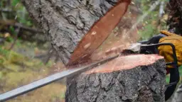 Kiedy wycinać drzewa? Terminy i zasady legalnej wycinki