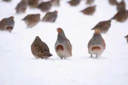 Czym żywi się bażant? Dieta, hodowla i dokarmianie zimą