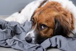 Co dać szczeniakowi na biegunkę, by szybko poczuł się lepiej?