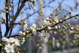 Kiedy kwitnie tarnina? Poznaj sekretny termin i piękno
