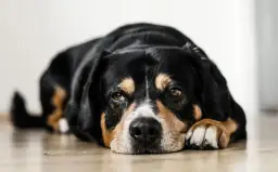 Jak często odrobaczać psa? Kluczowe informacje dla zdrowia pupila