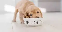 Ile powinien jeść szczeniak, aby prawidłowo się rozwijać i rosnąć