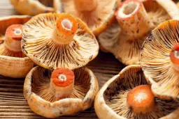 Jak mrozić rydze, aby zachować ich smak i jakość na długo