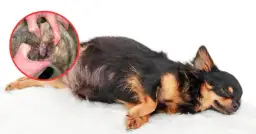 Jakie są objawy zapalenia pochwy u psa i jak je leczyć?