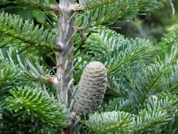 Gałęzie jodły w krzyżówce? CETLE to odpowiedź! Poznaj pułapki