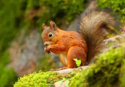 Dowiedz się czym karmić wiewiórki w Łazienkach - kompletny poradnik 2024