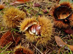 Kwiaty kasztana jadalnego: urzekający symbol wiosny i natury