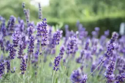 Jak zrobić herbatę z lawendy? Przepis na relaks bez goryczki!